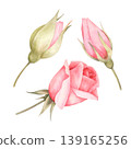 Buds of roses watercolor hand draw . Isolated illustration on a white background. Floral design for wedding invitations and cards in vintage style. Buds for festive holiday designs, greetings, invitat 139165256