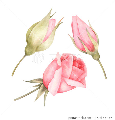 Buds of roses watercolor hand draw . Isolated illustration on a white background. Floral design for wedding invitations and cards in vintage style. Buds for festive holiday designs, greetings, invitat Buds of roses watercolor hand draw . Isolated illustration on a white background. Floral design for wedding invitations and cards in vintage style. Buds for festive holiday designs, greetings, invitat 139165256