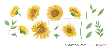 水彩向日葵與夏季花卉插畫集 水彩向日葵與夏季花卉插畫集 139165284