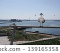 Black-tailed gulls on Kabushima Island resting, facing towards the Hachinohe Bridge. 139165358