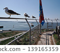 Black-tailed gulls of Kabushima Island rest in a line on the fence, facing the sea. 139165359