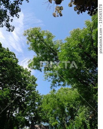 Green Tree Leaves Against Clear Blue Sky in Bright Summer Sunlight Green Tree Leaves Against Clear Blue Sky in Bright Summer Sunlight 139165378