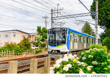 Hydrangeas and trains - Tobu Urban Park Line - 80000 series Hydrangeas and trains - Tobu Urban Park Line - 80000 series 139165501