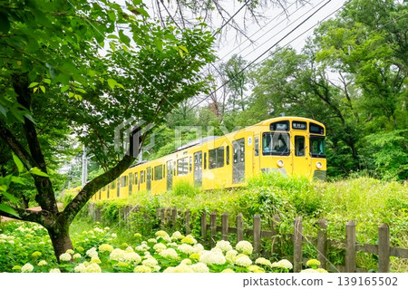 Hydrangeas and trains: Seibu Line/Seibuen Line Hydrangeas and trains: Seibu Line/Seibuen Line 139165502