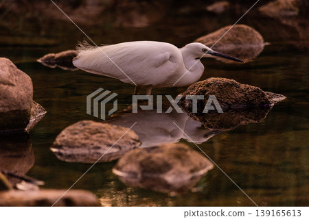 Serene White Heron Poised by Calm Riverbank with Vegetation Serene White Heron Poised by Calm Riverbank with Vegetation 139165613