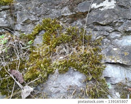 Green Climbing Plants Growing on Old Stone Wall with Natural Texture 139165807