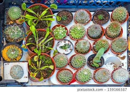 Cactus plants in flower pots 139166387