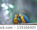 Variety of vividly vibrant colorful parrot Macaw sitting in dark background. 139166405