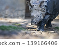 a rhinoceros bowing head down to eat or do something in some zoo in New Delhi India Asia 139166406