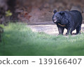 single sloth bear stanfing before the cave in the forground of grasslasnd 139166407