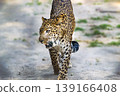Single big cat chita or leopard sitting in the afternoon rwalking by the fence in the reserved forest area . 139166408