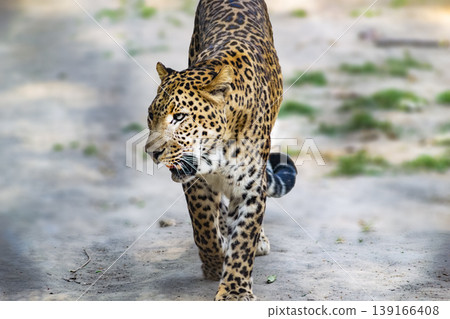 Single big cat chita or leopard sitting in the afternoon rwalking by the fence in the reserved forest area . Single big cat chita or leopard sitting in the afternoon rwalking by the fence in the reserved forest area . 139166408