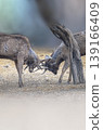 Two male deer with big antler fighting behind a tree trunk in the afternoon before Sunset selective focus 139166409