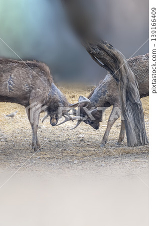 Two male deer with big antler fighting behind a tree trunk in the afternoon before Sunset selective focus Two male deer with big antler fighting behind a tree trunk in the afternoon before Sunset selective focus 139166409