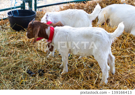 Boar goatgs on agricutural fair Boar goatgs on agricutural fair 139166413