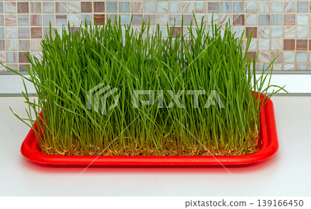 Whrat grass growing Whrat grass growing 139166450