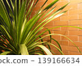 Close up of green tropical plant leaves with water droplets against a brown brick wall background with warm sunlight glow. 139166634