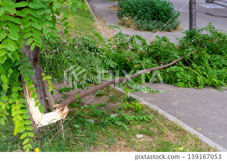 Broken tree after storm 139167053