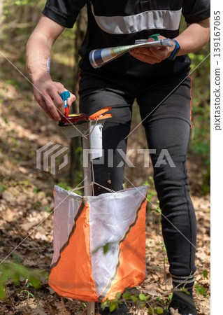 An orienteer punches a control point in a natural forest setting An orienteer punches a control point in a natural forest setting 139167065