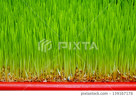 Green wheat grass plant Green wheat grass plant 139167178