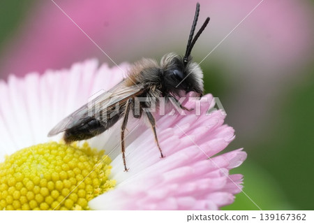 Colorful closeup on a male Large Sallow Mining bee, Andrena apicata on pink colored daisy flower Colorful closeup on a male Large Sallow Mining bee, Andrena apicata on pink colored daisy flower 139167362