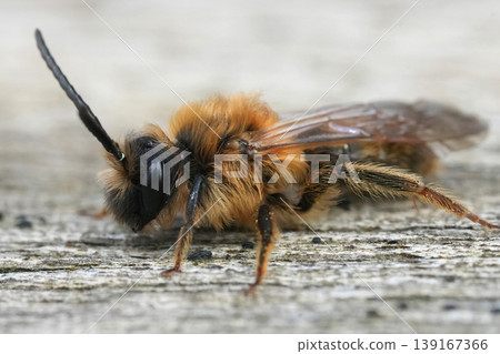 Detailed closeup of the male of the Grey-gastered mining bee, Andrena tibialis sitting on weathered wood Detailed closeup of the male of the Grey-gastered mining bee, Andrena tibialis sitting on weathered wood 139167366
