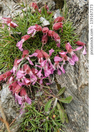 Closeup on the colorful pink flowers of the dwarf soapwort, Saponaria pumila also used as Skincare Ingredient Closeup on the colorful pink flowers of the dwarf soapwort, Saponaria pumila also used as Skincare Ingredient 139167373