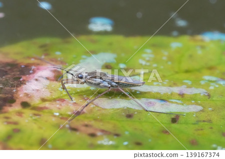 Water Strider Glide Peacefully Over Water Lily Pad in Tranquil Pond - Close Up, Macro Shot in Soft Natural Light Water Strider Glide Peacefully Over Water Lily Pad in Tranquil Pond - Close Up, Macro Shot in Soft Natural Light 139167374