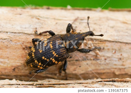 Close up of a Hylobius abietis weevil beetle crawling on wood with blurred background Close up of a Hylobius abietis weevil beetle crawling on wood with blurred background 139167375