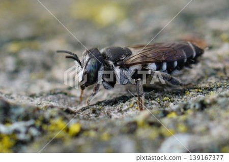 Closeup on an adult female Small Centaurea Leafcutter bee , Megachile apicalis form Southern France 139167377
