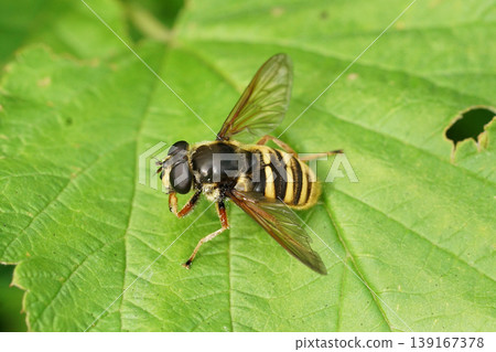 Closeup on the Yellow barred peat hover fly, Sericomyia silentis sitting on a green leaf Closeup on the Yellow barred peat hover fly, Sericomyia silentis sitting on a green leaf 139167378