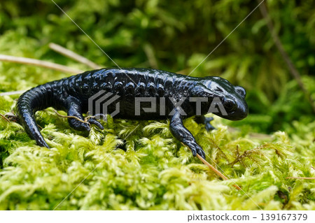 Closeup on the charcoal black Alpine salamander, Salamandra atra in the Austrian Carinthian Alps Closeup on the charcoal black Alpine salamander, Salamandra atra in the Austrian Carinthian Alps 139167379