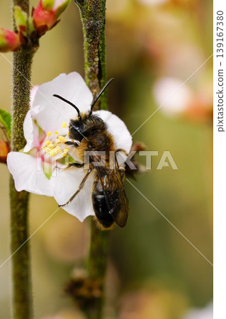 Closeup on a male of the endangered large Sallow mining bee, Andrena apicata on a white cherry flower 139167380