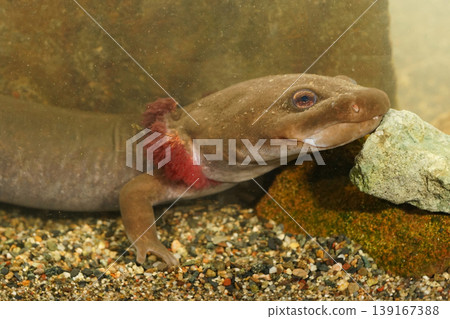 Closeup on a juvenile gilled coastal giant salamander, Dicamptodon tenebrosus camouflaged on a stone 139167388
