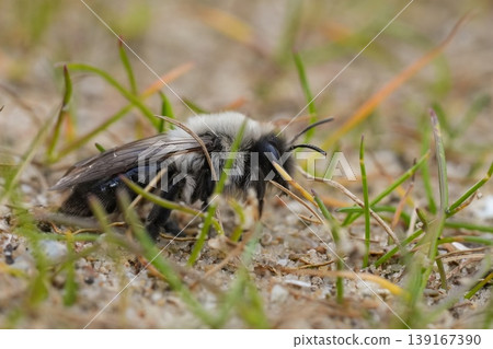 Close-up of a Small Bee Resting at Ground Level Amidst Blades of Grass in a Meadow. Macro insect shot Close-up of a Small Bee Resting at Ground Level Amidst Blades of Grass in a Meadow. Macro insect shot 139167390