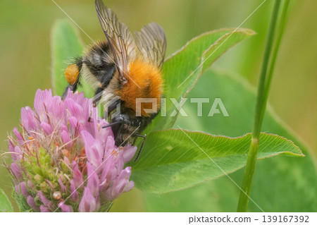 Closeup on a Common brown banded bumblebee, Bombus pascuorum drinking nectar from the red clover flower Closeup on a Common brown banded bumblebee, Bombus pascuorum drinking nectar from the red clover flower 139167392
