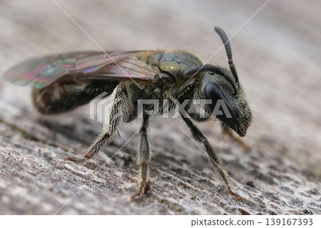 Detailed extreme closeup of on a female small green metallic sweat bee Lasioglossum morio Detailed extreme closeup of on a female small green metallic sweat bee Lasioglossum morio 139167393