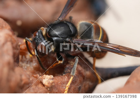 Closeup on a queen Asian or yellow-legged hornet, Vespa velutina feeding on rotten fruit.. An aggressive invasive threat to the European honeybees Closeup on a queen Asian or yellow-legged hornet, Vespa velutina feeding on rotten fruit.. An aggressive invasive threat to the European honeybees 139167398