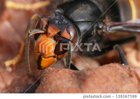 Closeup on a queen Asian or yellow-legged hornet, Vespa velutina feeding on rotten fruit.. An aggressive invasive threat to the European honeybees 139167399