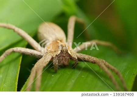 Intricate Macro View of a Brown Nursery web spider, Pisaura mirabilis Predator Resting Peacefully on a Vibrantly Green Textured Leaf Intricate Macro View of a Brown Nursery web spider, Pisaura mirabilis Predator Resting Peacefully on a Vibrantly Green Textured Leaf 139167400