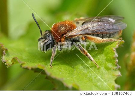 Closeup on a colorful vibrant red female Early or red-tailed mining bee, Andrena haemorrhoa hiding in the green vegetation 139167403