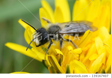 Closeup on a grey-backed mining bee, Andrena vaga in a yellow dandelion flower in the garden 139167407
