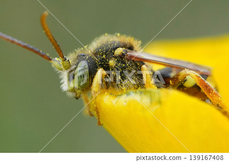 Closeup on a male Lathbury's nomad bee, Nomada lathburiana on the edge of a yellow buttercup flower 139167408