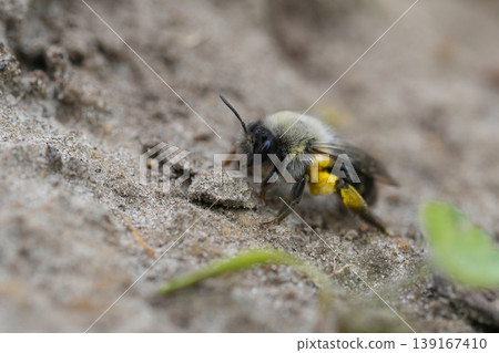 Closeup on a female grey-backed mining bee, Andrena vaga walking over a sandy ground loaded with yellow pollen Closeup on a female grey-backed mining bee, Andrena vaga walking over a sandy ground loaded with yellow pollen 139167410