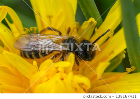 Closeup on a male Yellow-legged Mining Bee, Andrena flavipes on a yellow dandelion Closeup on a male Yellow-legged Mining Bee, Andrena flavipes on a yellow dandelion 139167411