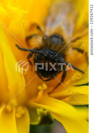 Vertical facial closeup on a male Yellow-legged Mining Bee, Andrena flavipes on a yellow dandelion Vertical facial closeup on a male Yellow-legged Mining Bee, Andrena flavipes on a yellow dandelion 139167412