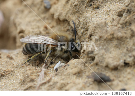 Closeup on a male vernal or spring mining bee, Colletes cunicularius looking for a nest entrance Closeup on a male vernal or spring mining bee, Colletes cunicularius looking for a nest entrance 139167413