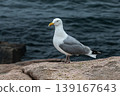 Seagull standing on coastal rock by ocean water 139167643