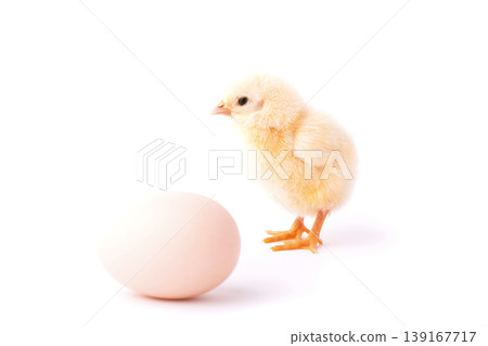 Small yellow chicken and an egg isolated on a white background.  139167717