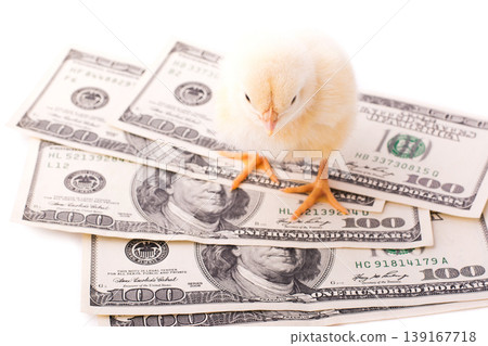 Small yellow chicken, a pile of dollars and an egg isolated on a white background. Little chicken stands on a pile of US dollars 139167718